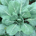 Champion Collards Heirloom Seeds