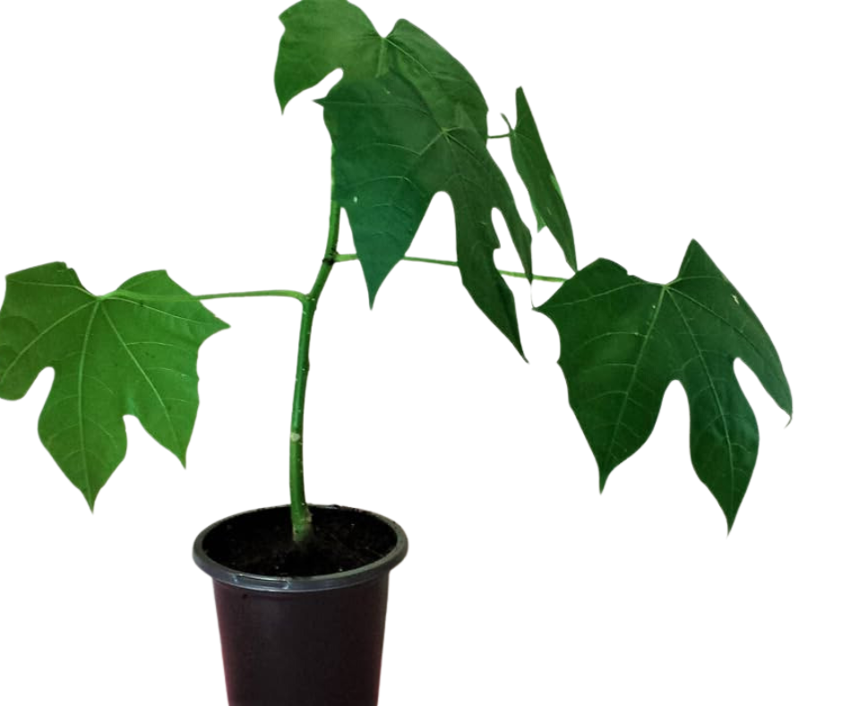 Chaya Cuttings