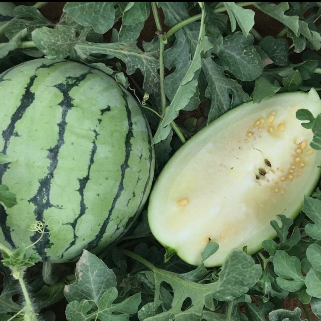 Cream of Saskatchewan Watermelon