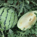 Cream of Saskatchewan Watermelon
