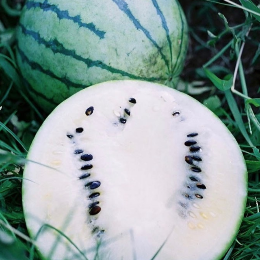 Cream of Saskatchewan Watermelon