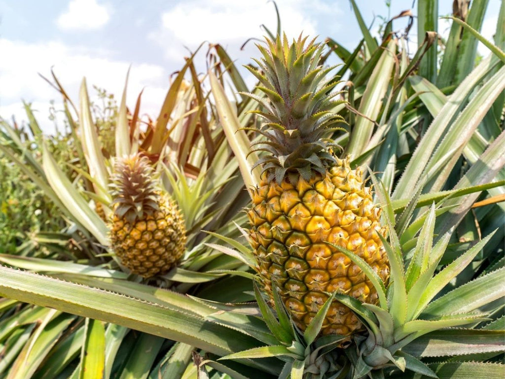 Patio Golden Pineapple (Ananas comosus) CLEARANCE