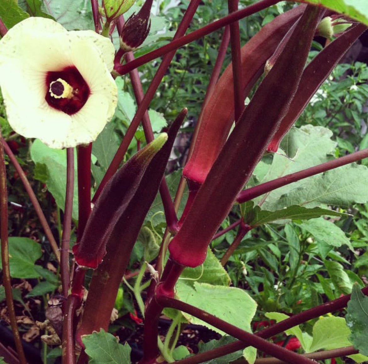Red Burgundy Okra Seeds