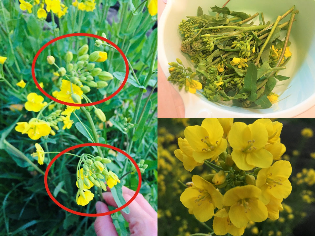 Rapeseed Mustard Seeds