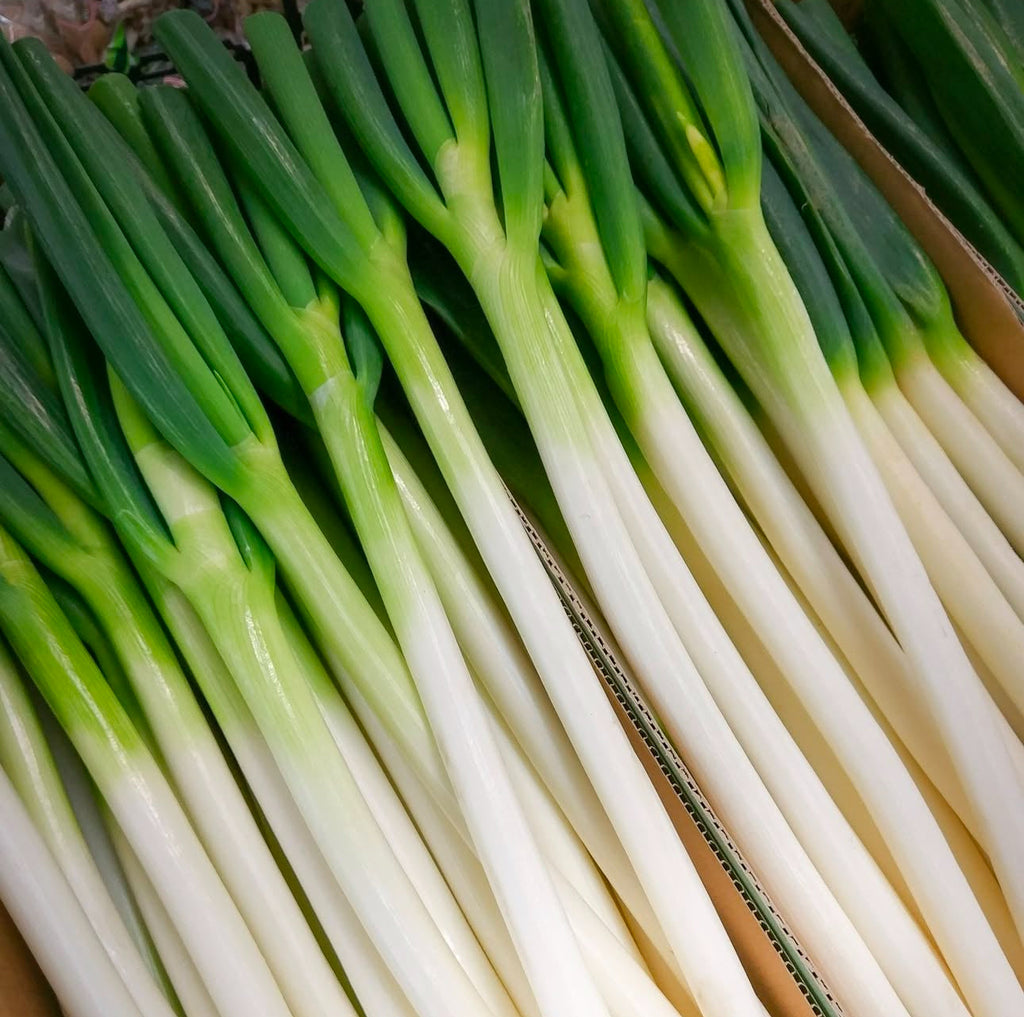 Ishikira Winter Long Bunching Onion Heirloom Seeds