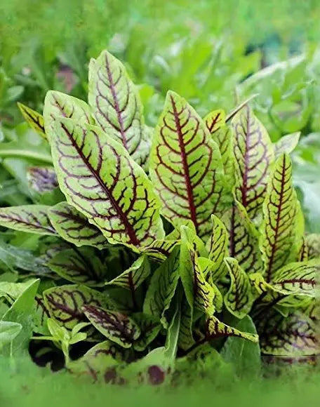 Red Veined Sorrel Panda Seeds