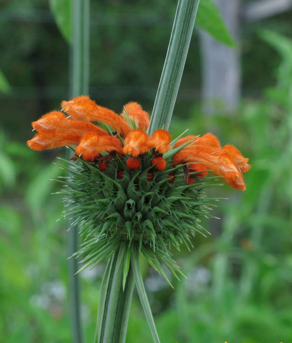 Wild Dagga/ Lions Tail (Leonotis leonurus) Seeds