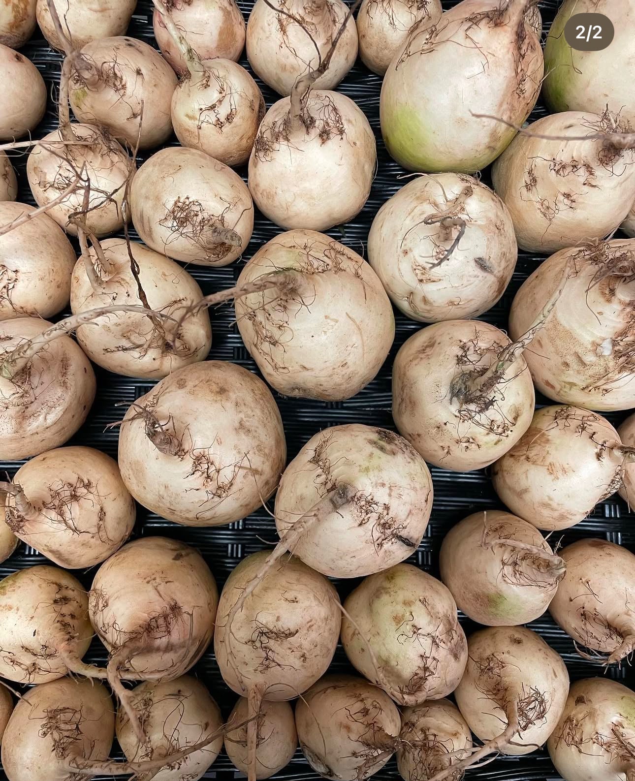 White Albino Beet Heirloom Seeds
