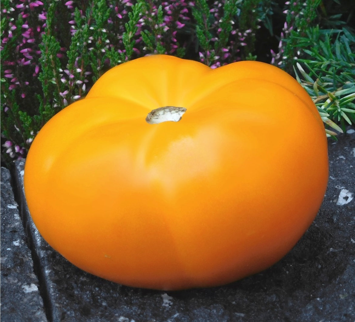 Yellow Brandywine Tomato Seeds