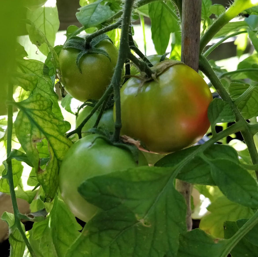 Sub Arctic Plenty Tomato Seeds
