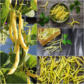 Top Notch Golden Wax Beans Seeds