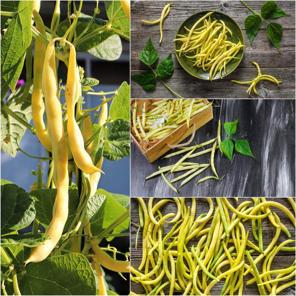 Top Notch Golden Wax Beans Seeds