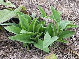 PREORDER Comfrey Bocking 4 Root