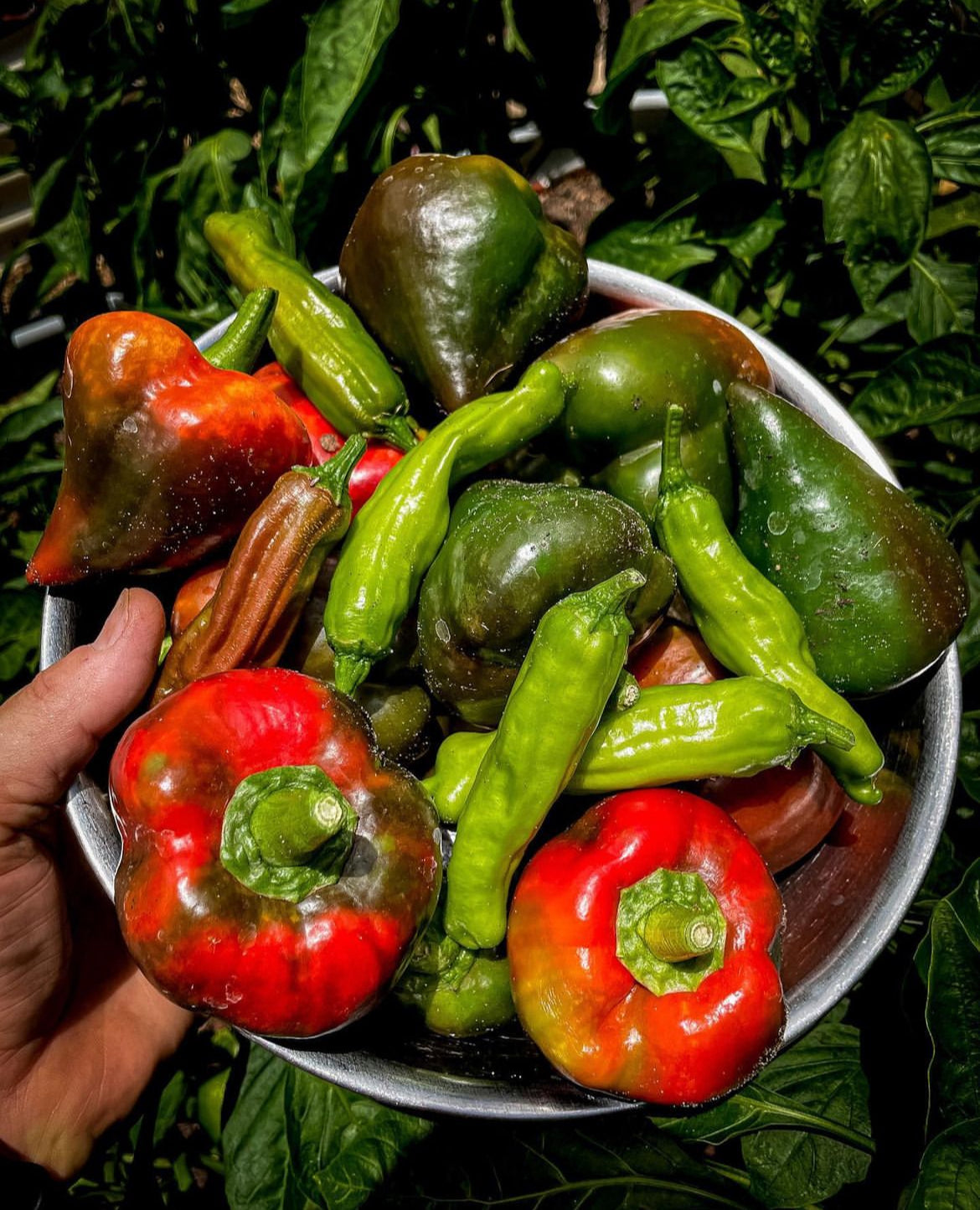 Sweet and Spicy Mix Pepper Seeds