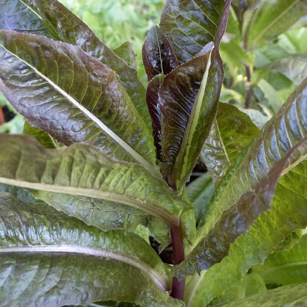 Gabriella Leaf Lettuce Heirloom Seeds