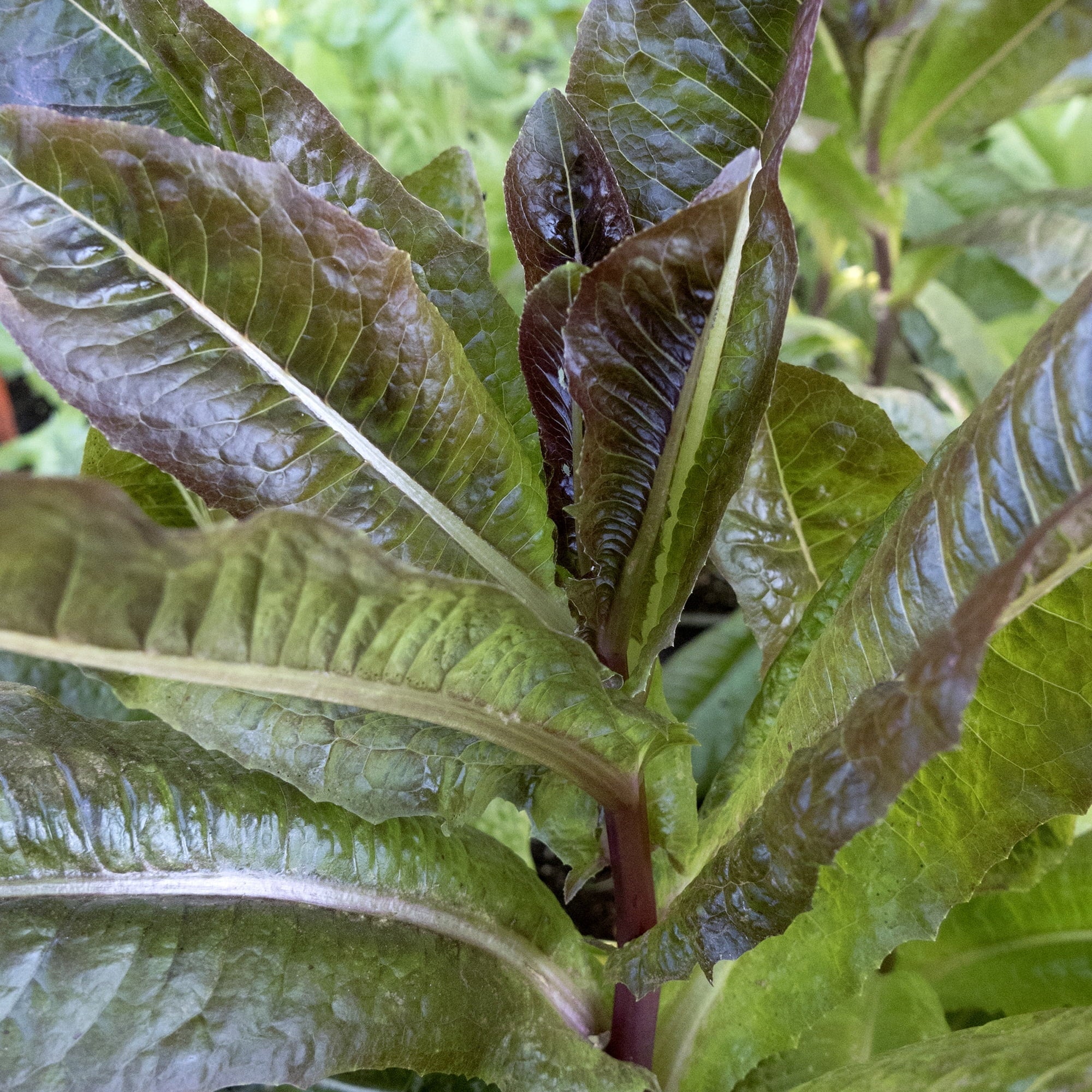 Gabriella Leaf Lettuce Heirloom Seeds