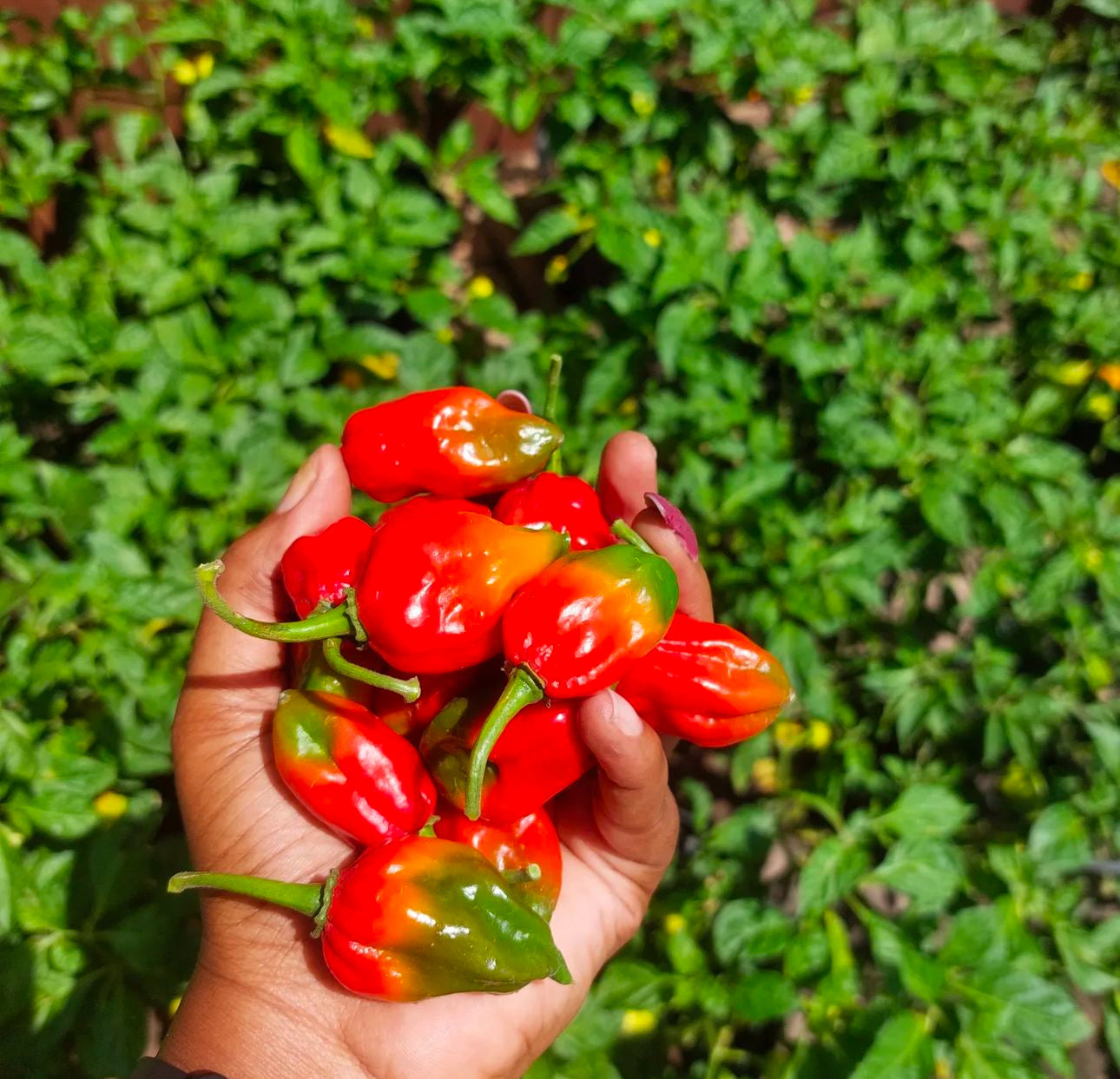 Caribbean Blend Haberno Hot Pepper Mix Seeds