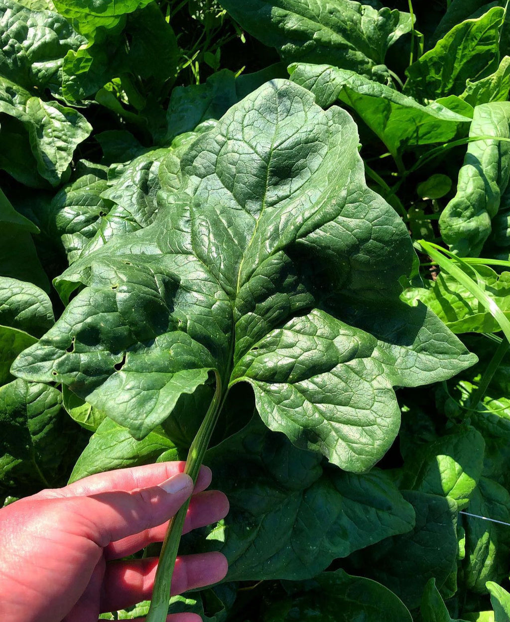Viroflay Spinach Heirloom Seeds