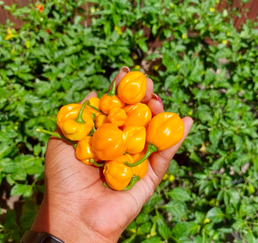 Caribbean Blend Haberno Hot Pepper Mix Seeds