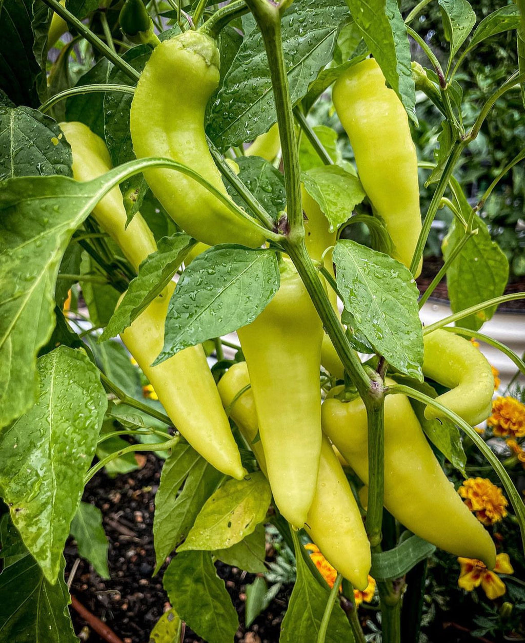Hungarian Yellow Sweet Wax Pepper Heirloom Seeds