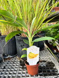 Patio Truly Tiny Banana Live Plant