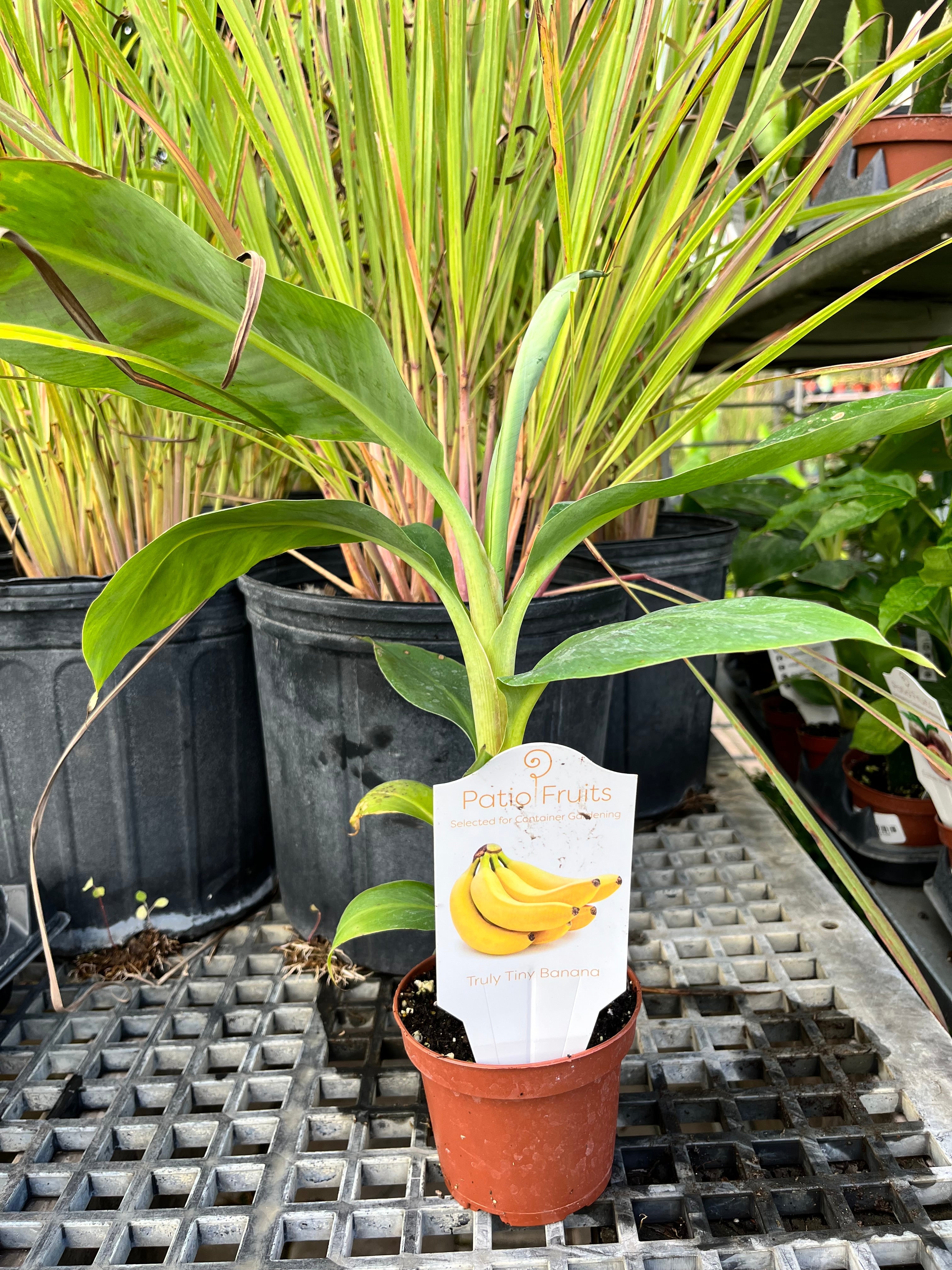 Patio Truly Tiny Banana Live Plant