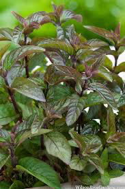 PREORDER Chocolate Mint Plant