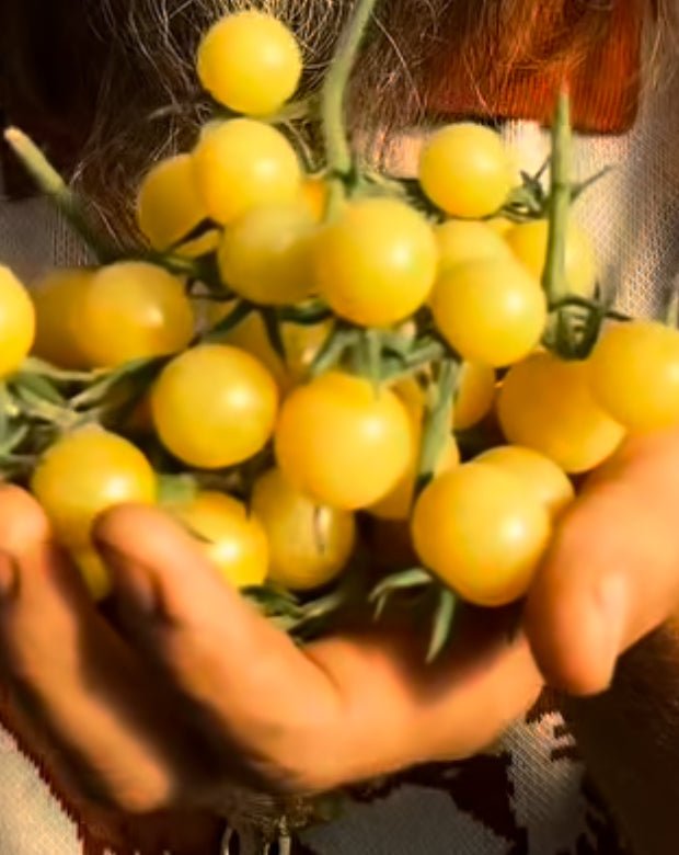 Super Snow White Cherry Tomato Heirloom Seeds