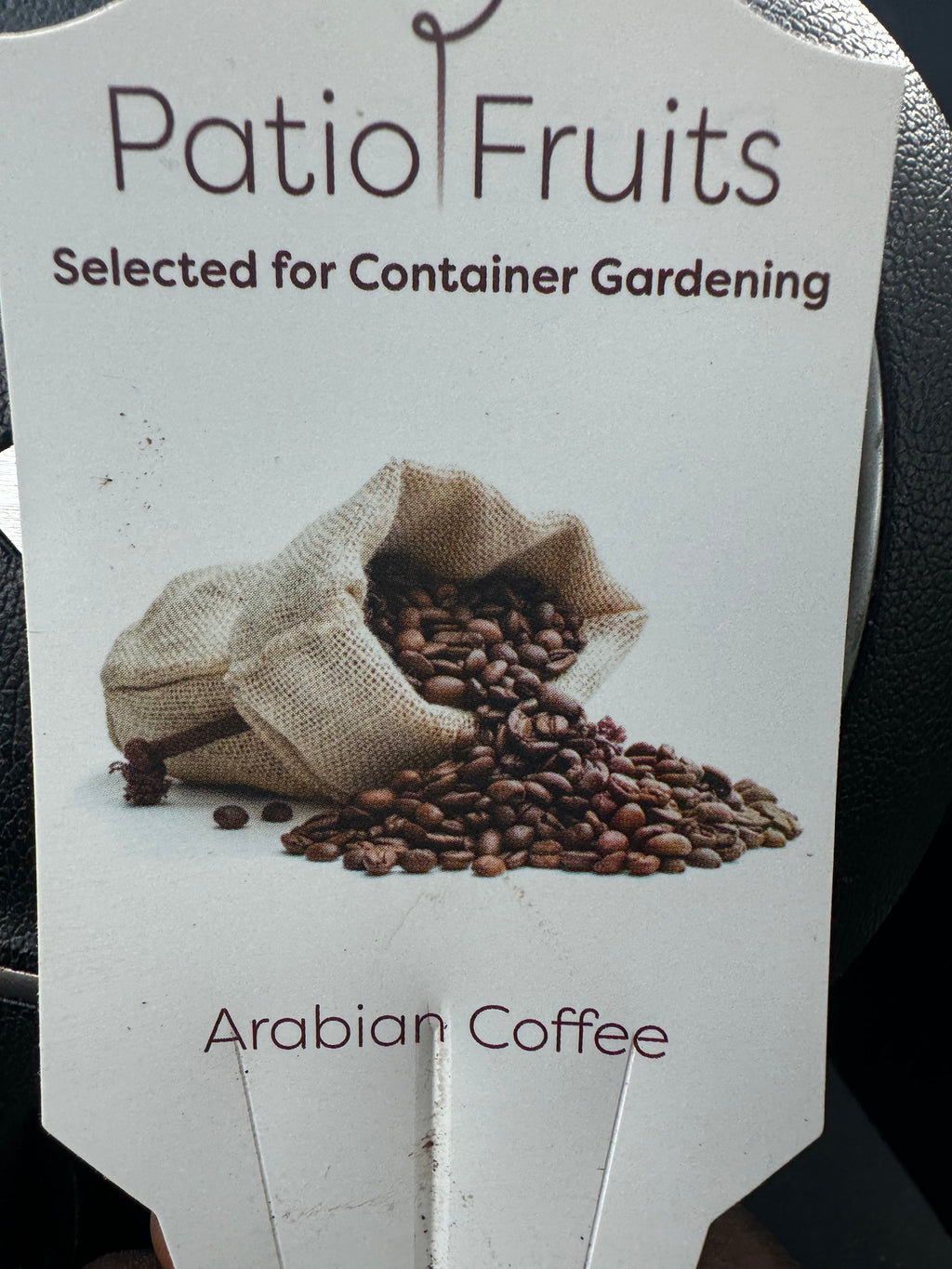 Patio Arabian Coffee Plant