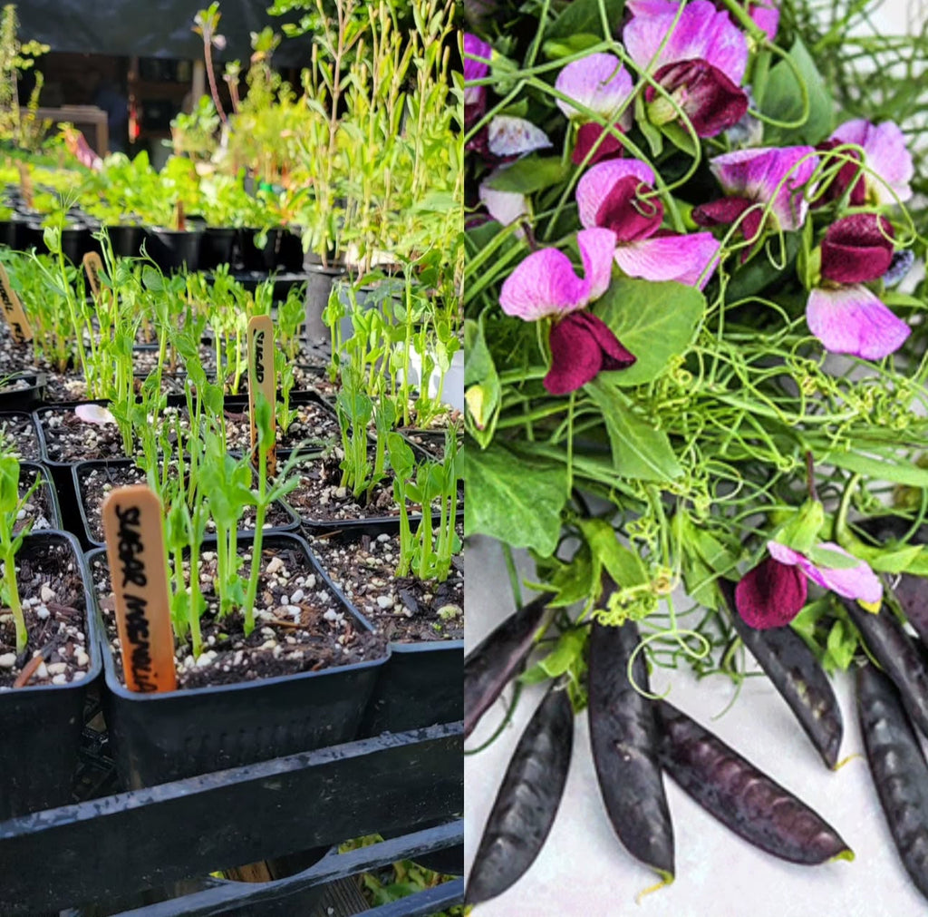 Purple Magnolia Snap Pea Seeds
