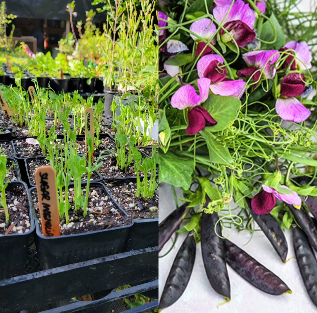Purple Magnolia Snap Pea Seeds