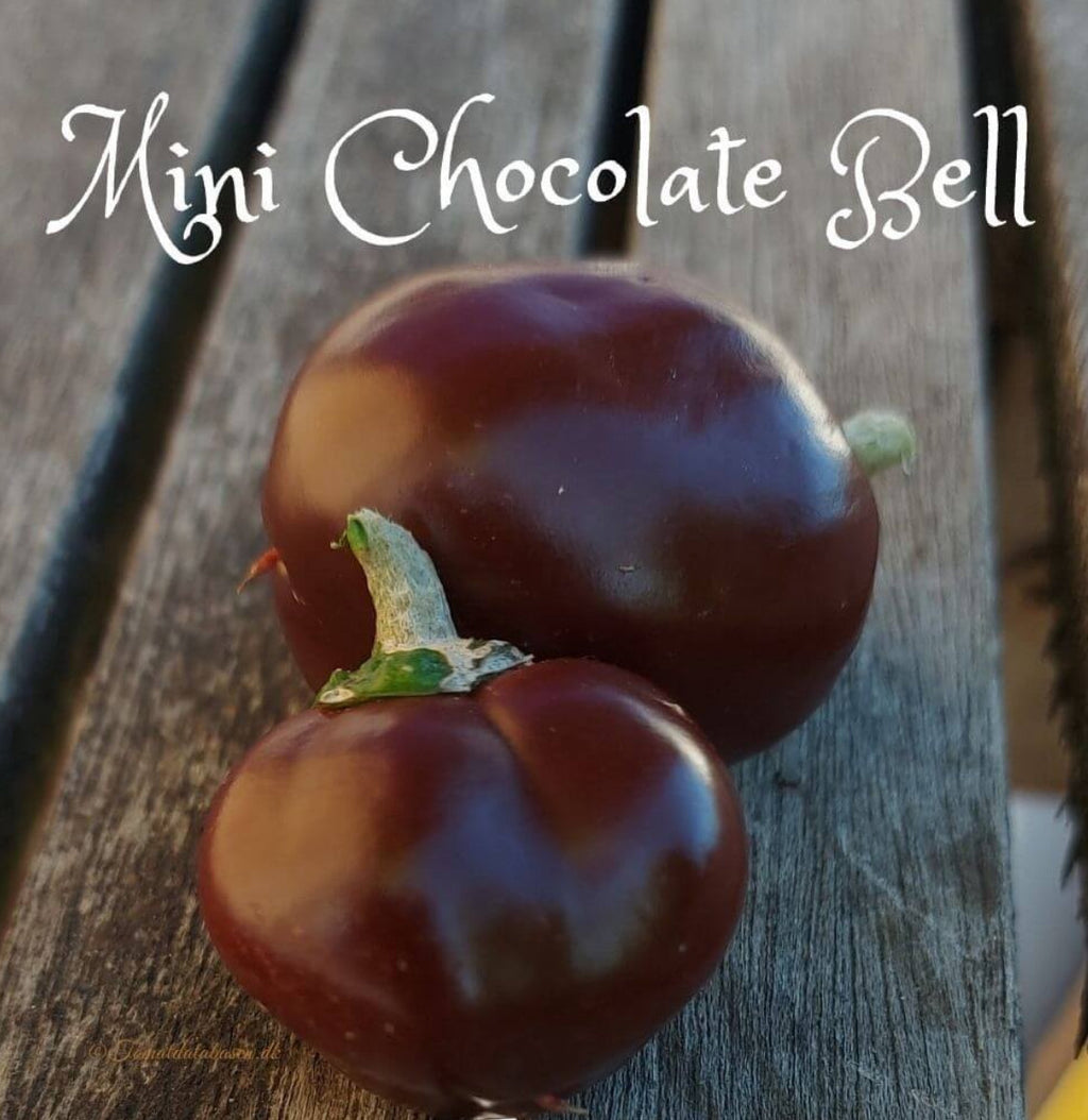 Mini Chocolate Sweet Bell Pepper Seeds