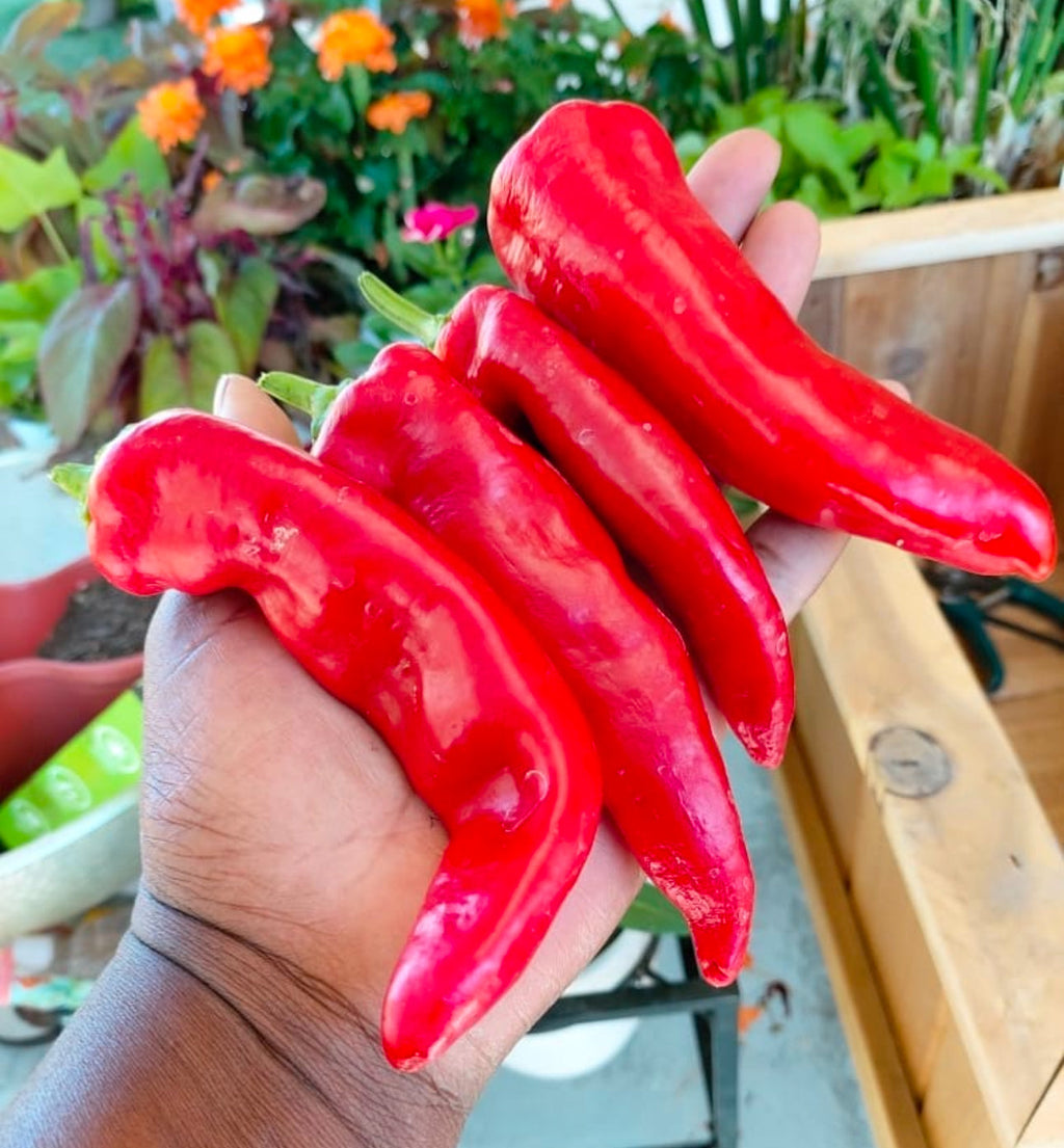 Marconi Red Pepper Organic Heirloom Seeds