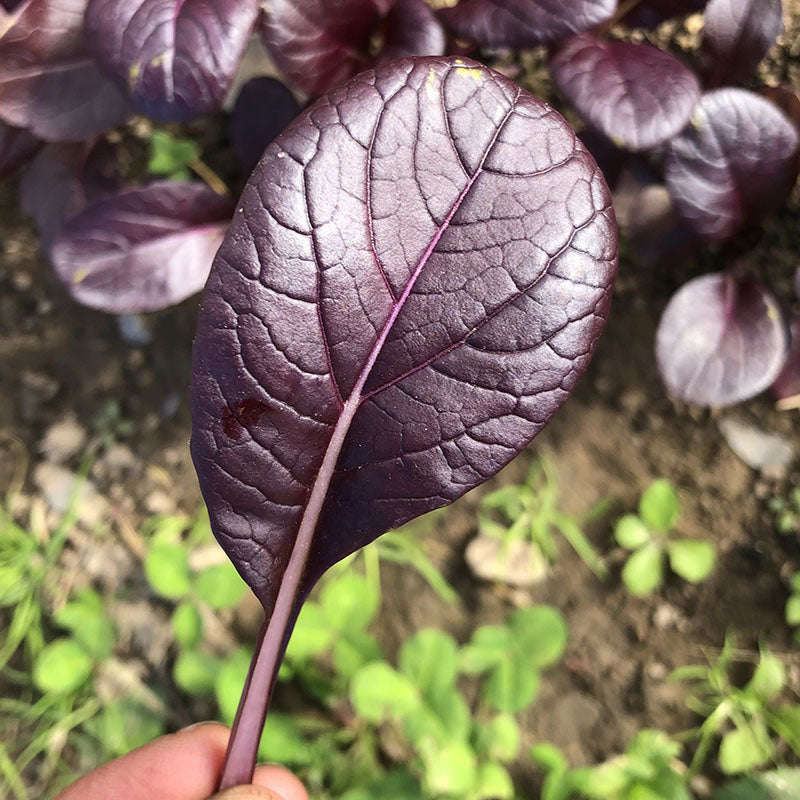 Purple Gem Pak Choi Cabbage Seeds