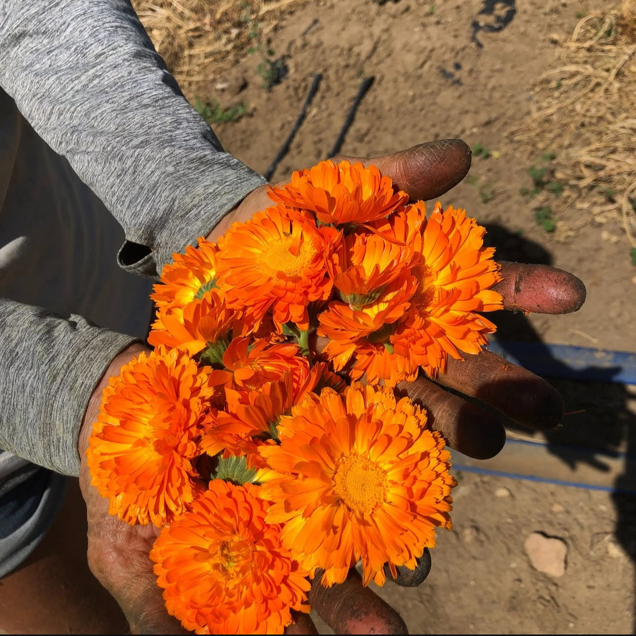 Pacific Beauty Calendula Heirloom Seeds