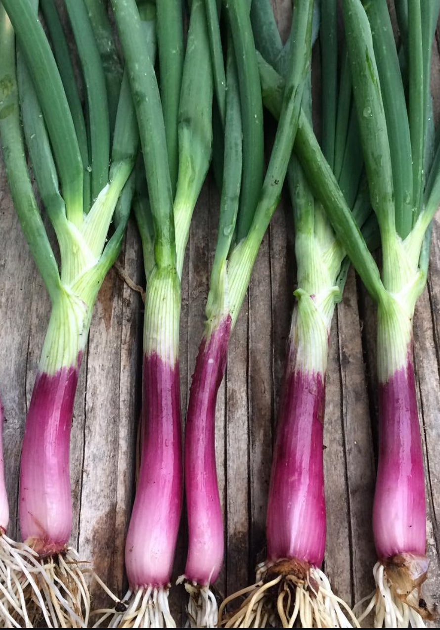 Crimson Forest Bunching Onion Heirloom Seeds