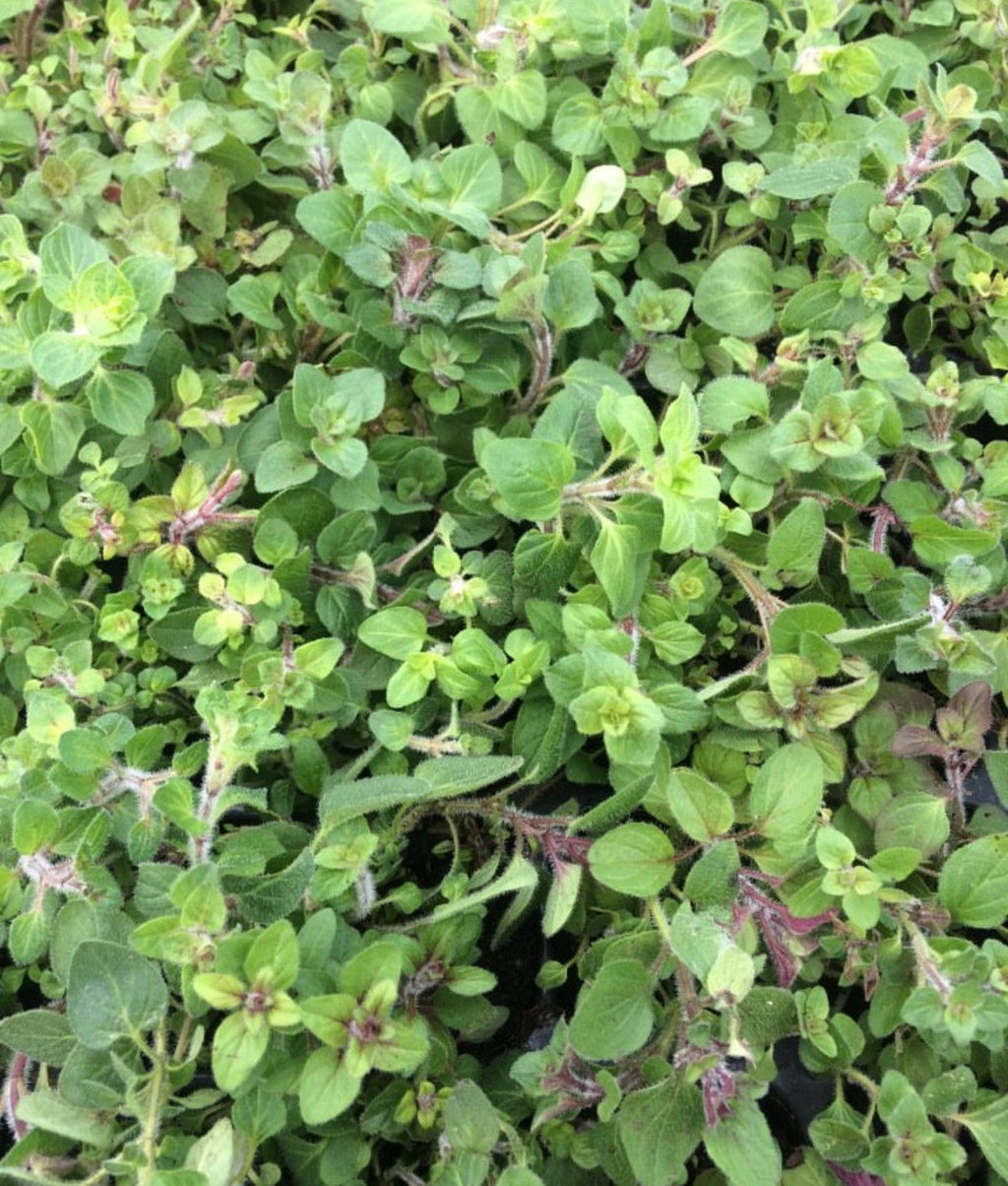 Greek Oregano Seeds