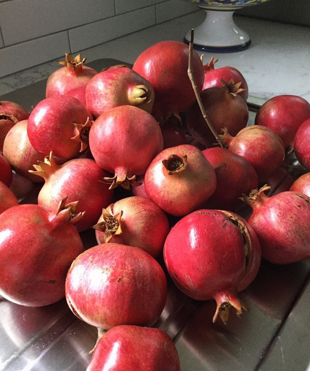 Patio Red Russian Dwarf Pomegranate Live Patio Fruit Tree