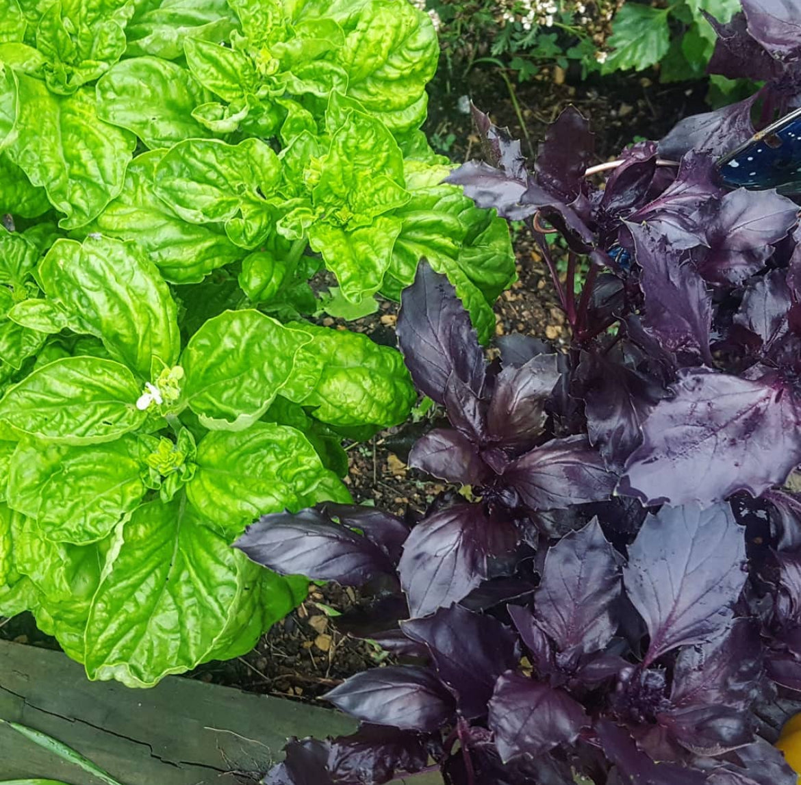 Dark Opal Basil Heirloom Seeds