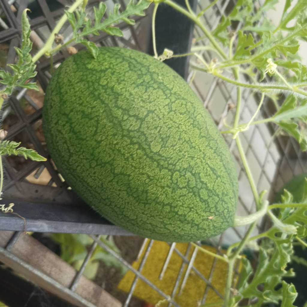 Sweet Siberian Watermelon Seeds