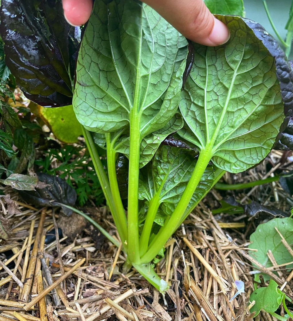 Pak Choi Red Tatsoi Cabbage Seeds
