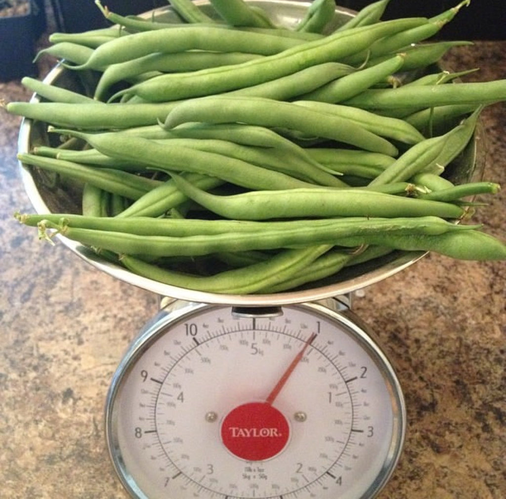 Kentucky Wonder Pole Bean Seeds