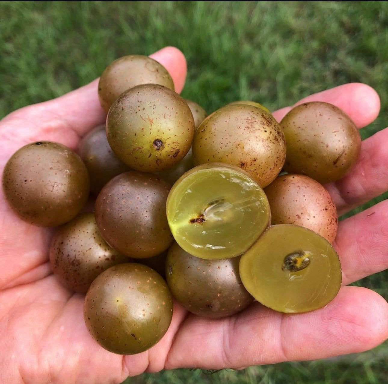 Patio Muscadine Grape Vine