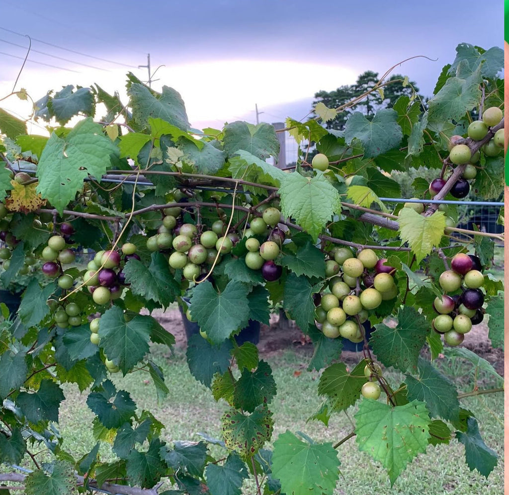 Patio Muscadine Grape Vine