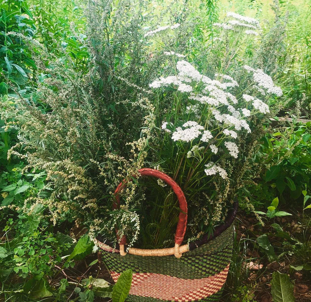 White Yarrow Seeds