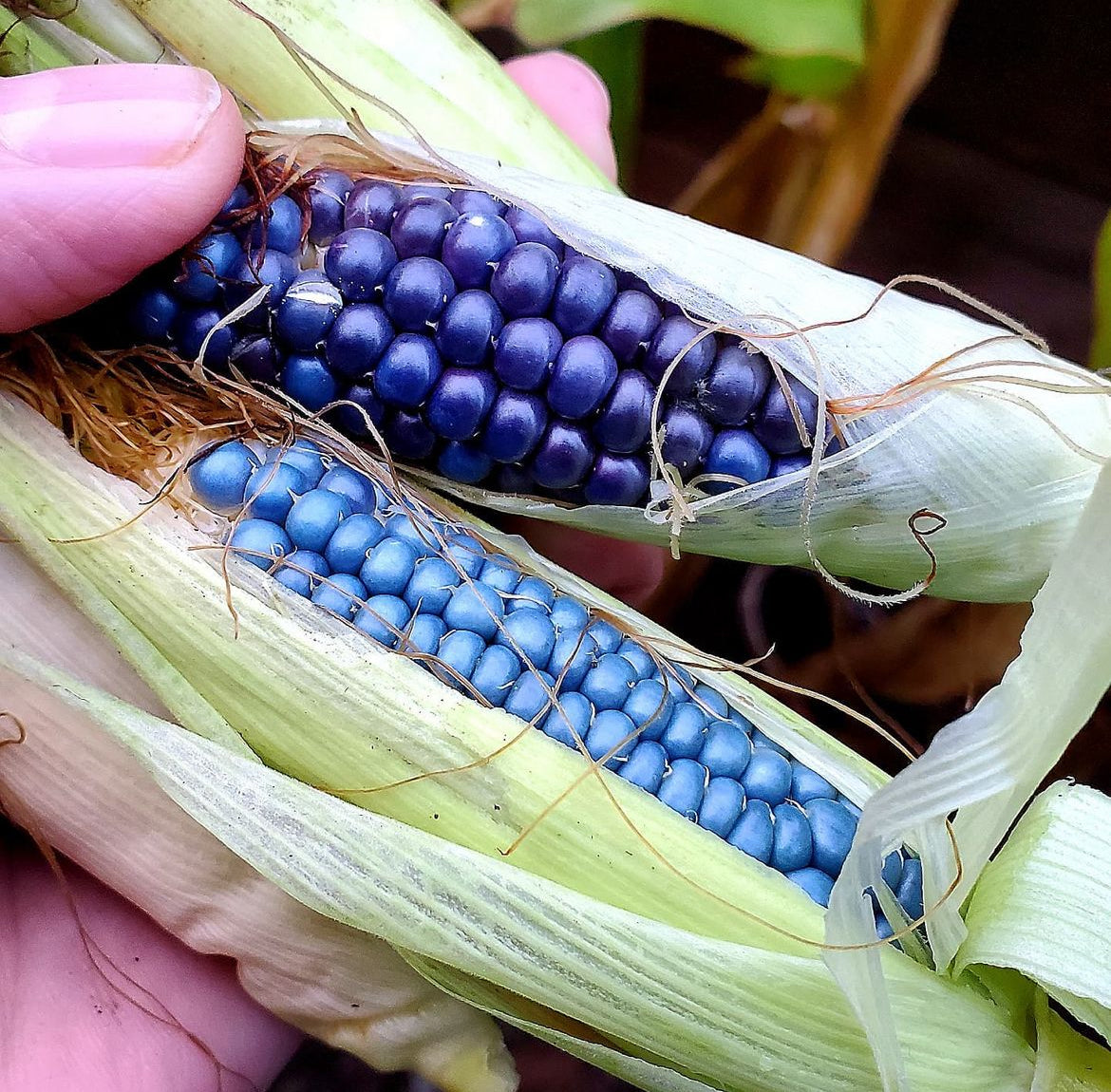 Miniature Blue Popcorn Seeds