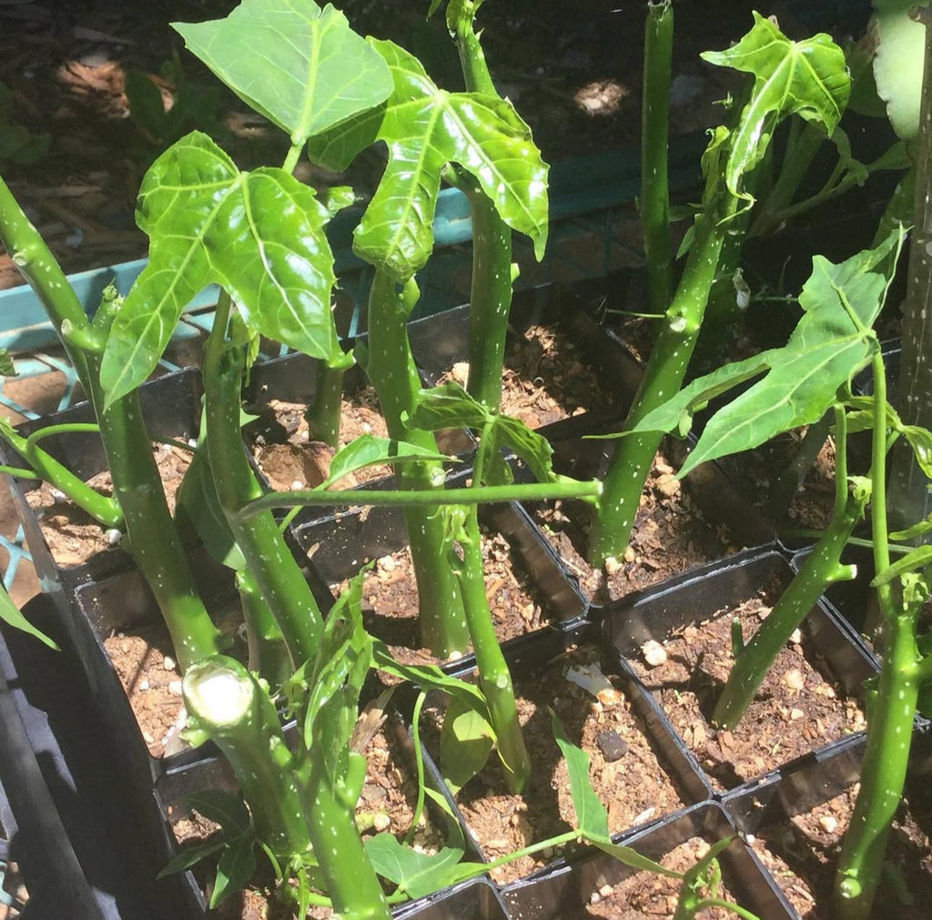 Chaya Cuttings