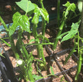 Chaya Cuttings