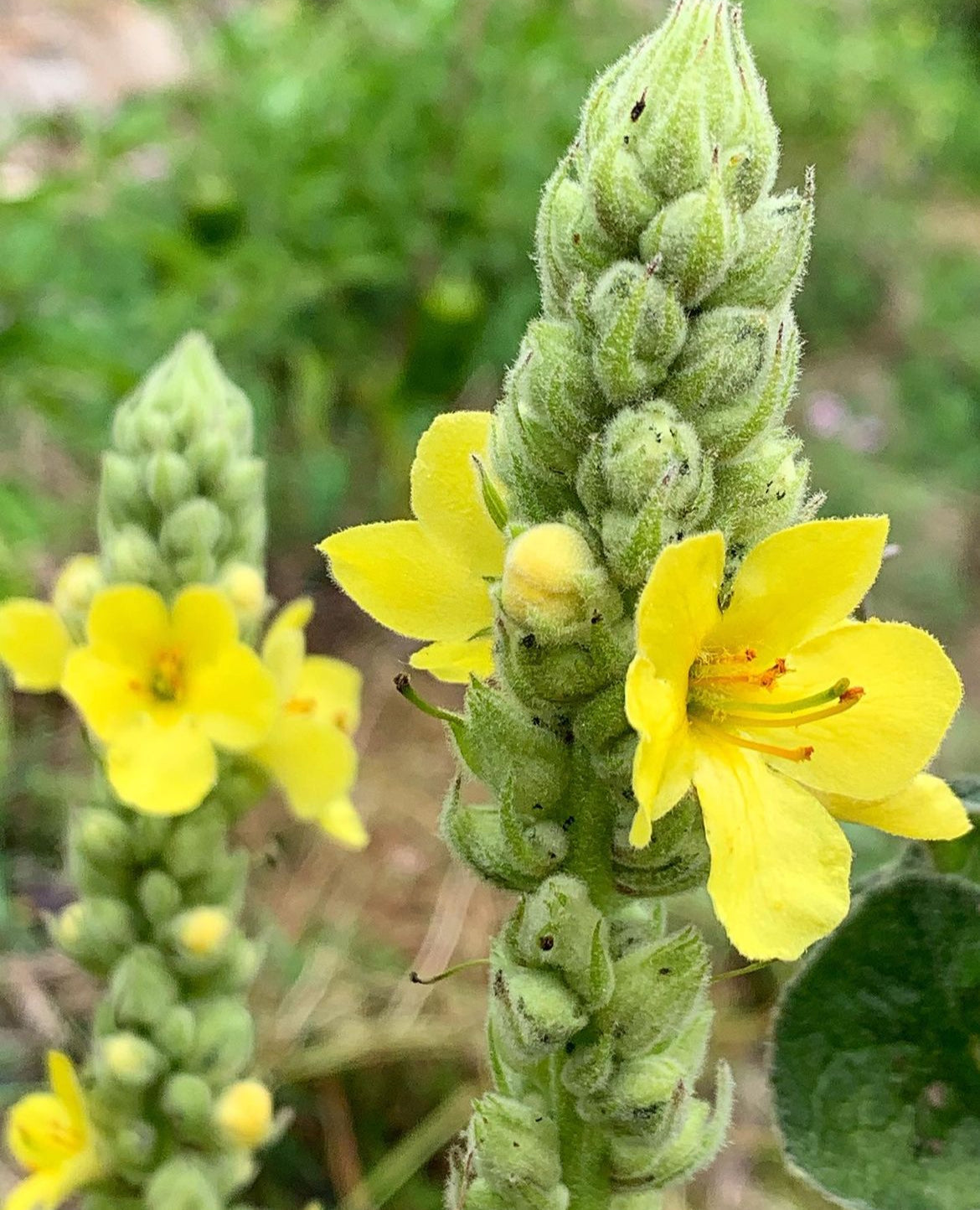 Mullein Seeds