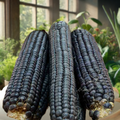 Flint - Hopi Blue Corn Seeds